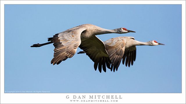 Two Sandhill Cranes in Flight