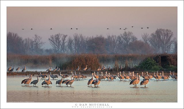 Cranes, First Light