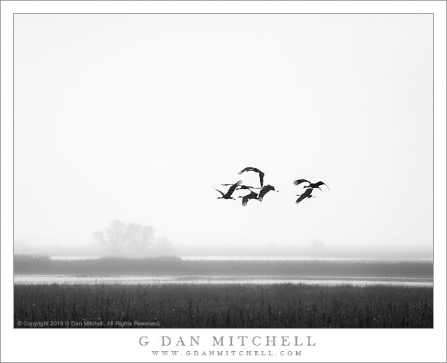 Sandhill Cranes, Fog