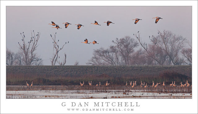 SandhillCranesFlightFogTrees20130121