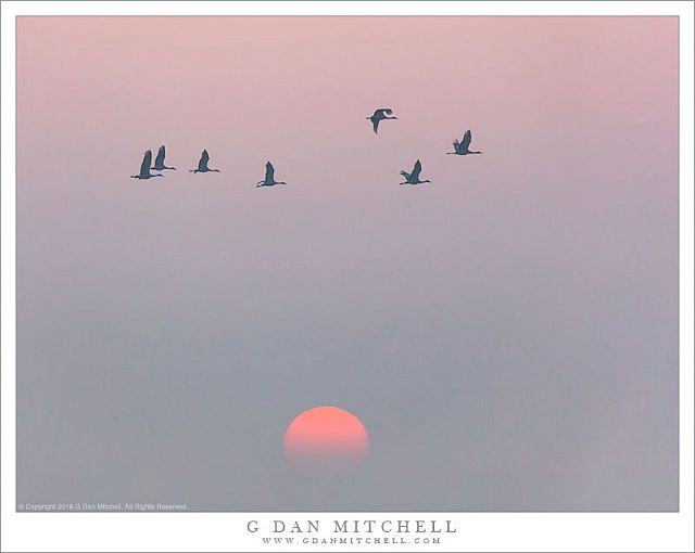 Cranes, Sunrise