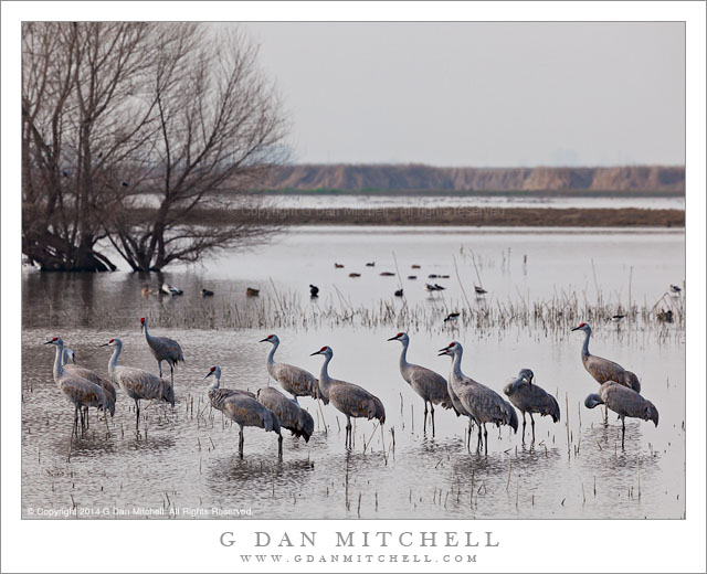 SandhillCranesFlockWaterMNWR20140214