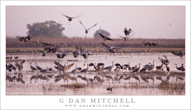 SandhillCranesFlyInPondLanding20131101