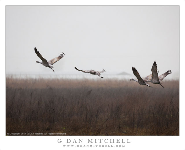 Four Sandhill Cranes