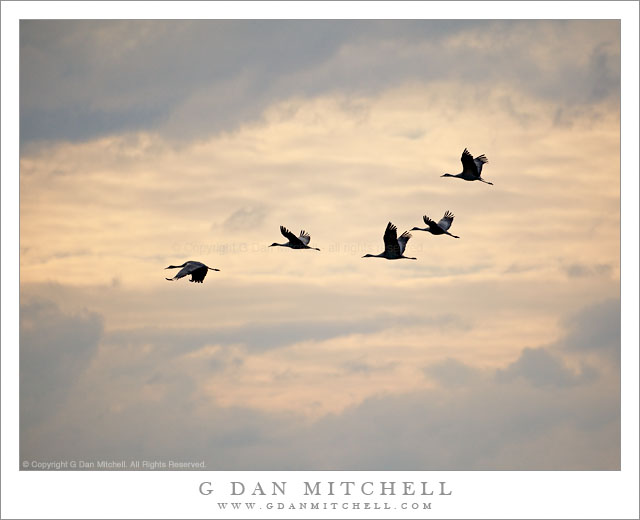 SandhillCranesInFlightCloudsMerced20110221