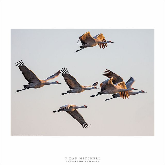 Sandhill Cranes, Morning Light