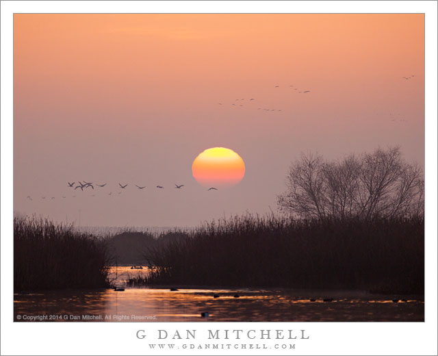 SandhillCranesMarshDawnSun20140101 001