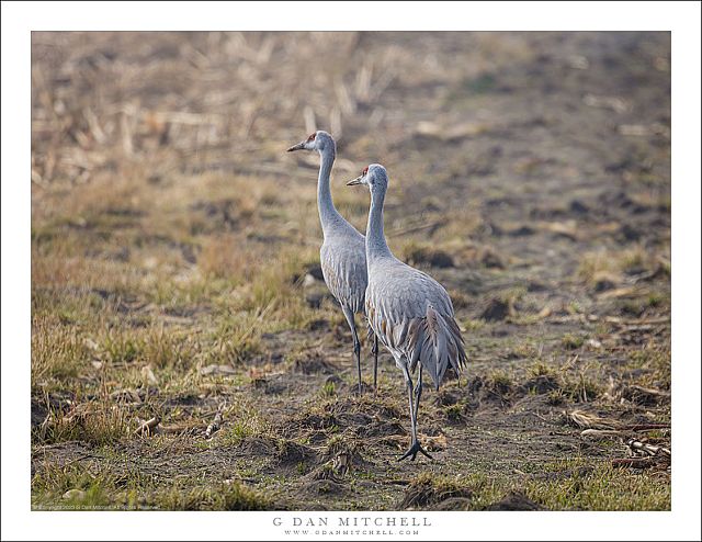 Pas de Deux