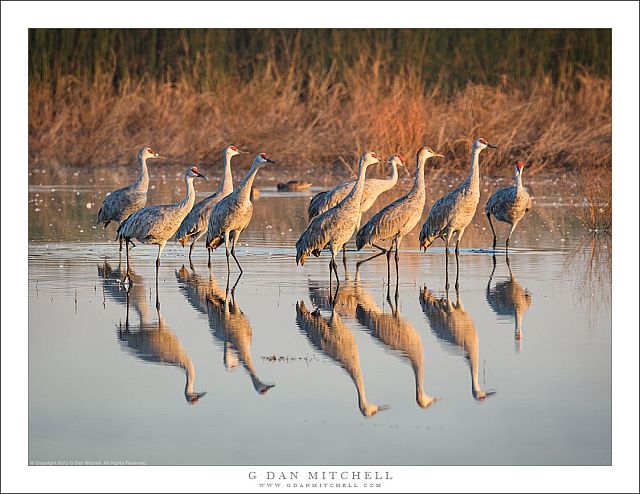 Sandhill Cranes, Morning Light