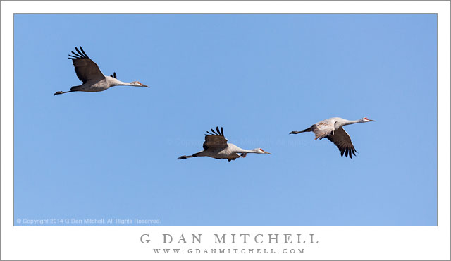 Sandhill Cranes, Blue Sky