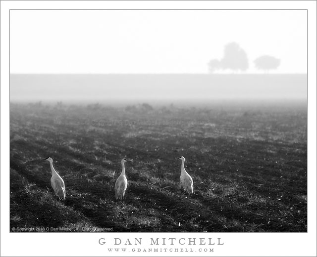 SandhillCranesThreeMorningFieldBW20131101