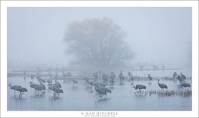 Sandhill Cranes and Tree, Tule Fog