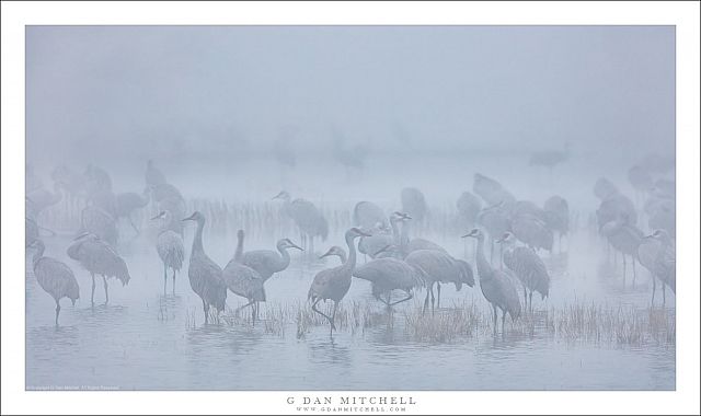 Sandhill Cranes, Tule Fog