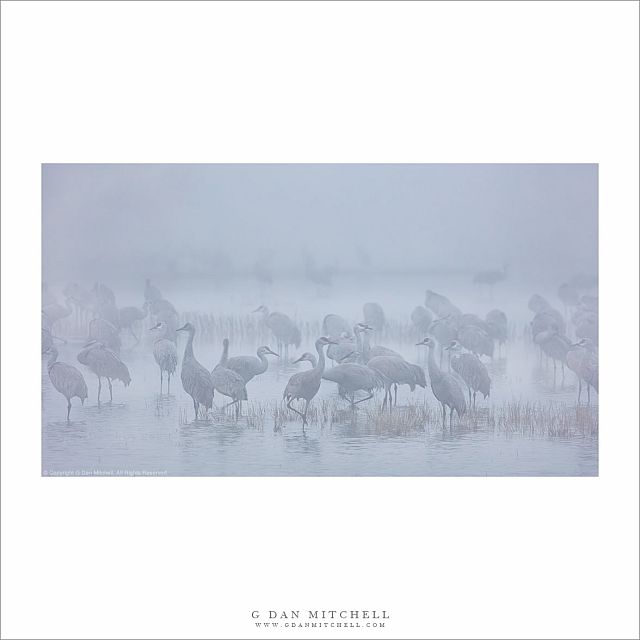 Sandhill Cranes, Tule Fog