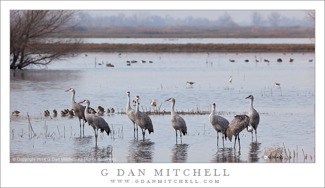 SandhillCranesWetlandsMarshMNWR20140214