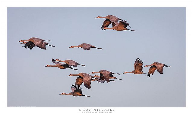 Flock of Cranes in Flight