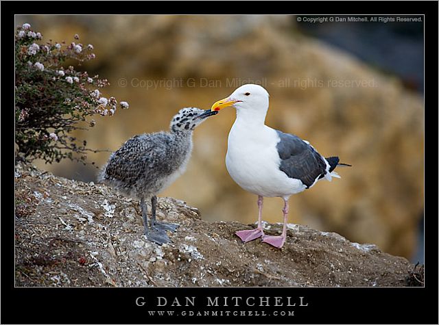 SeagullAndChick20080720