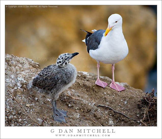 SeagullAndChickNest20080720