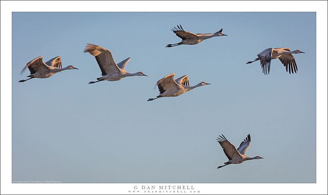 Six Cranes in Flight