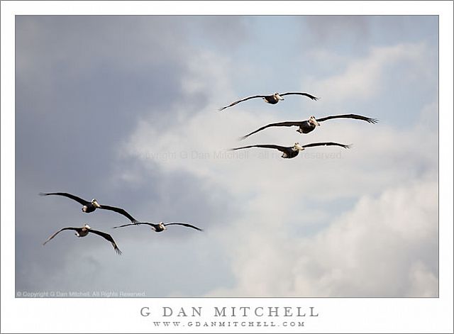 SixPelicansPtLobos20090125