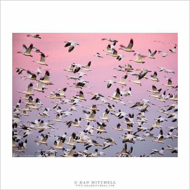 Geese in Flight, Winter Sky