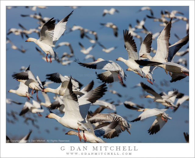 Snow Geese in Flight