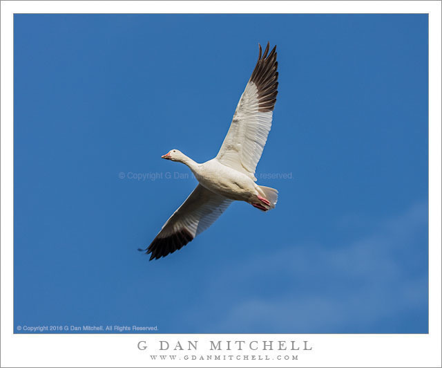 Snow Goose