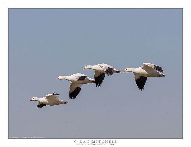 Snow Goose Quartet