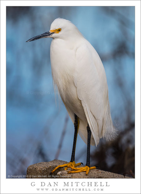 Snowy Egret