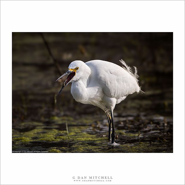 Foraging Snowy Egret