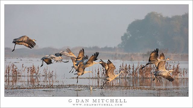 Taking Flight, Sandhill Cranes