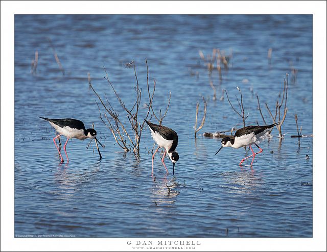 Three Black-Necked Stilts