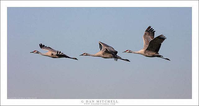 Three Cranes, Winter Sky