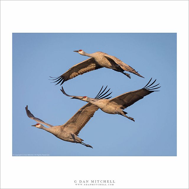 Three Cranes in Formation
