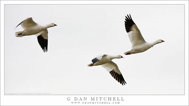 Three Ross's Geese In Flight