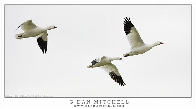 Three Ross's Geese In Flight