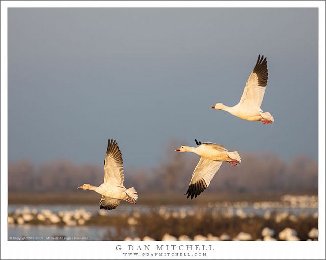 Three Snow Geese