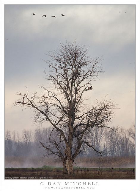 Tree With Two Hawks, Fog