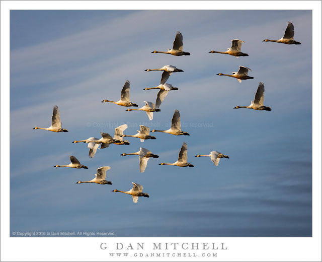 Flock of Tundra Swans