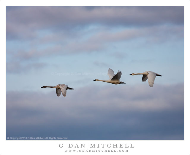 Tundra Swans