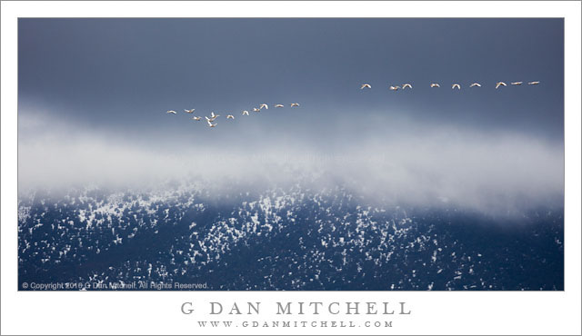 Tundra Swans, Mountains, and Snow