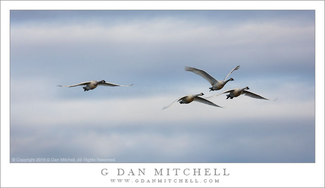 Tundra Swans, Winter Sky