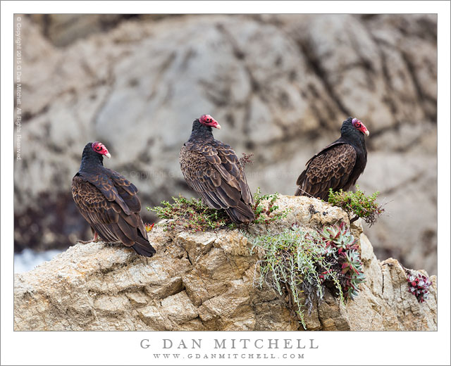 Turkey Vultures