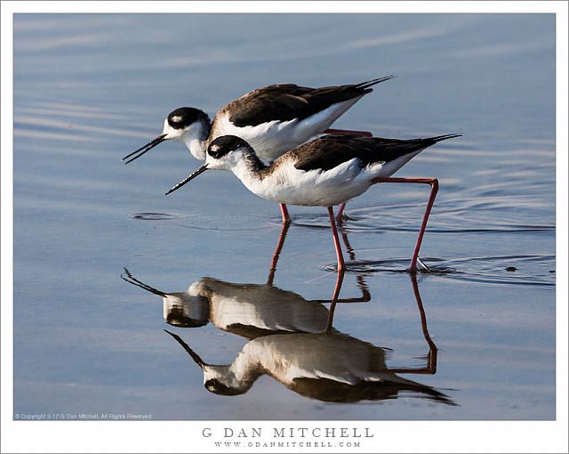 Two Black-Necked Stilts