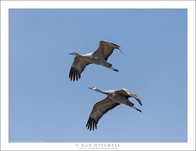 Two Cranes, Blue Sky