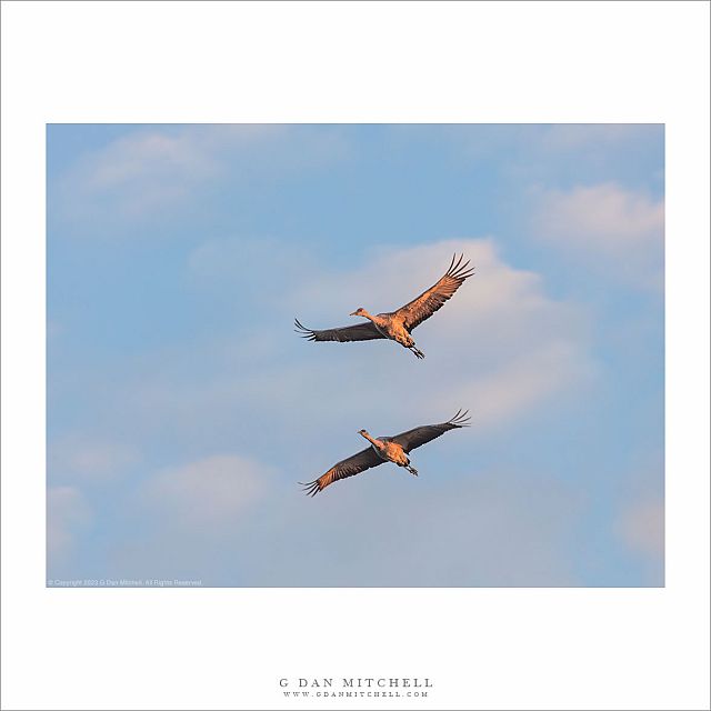 Two Cranes, Morning Sky