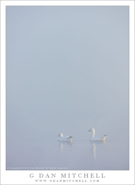 Two Geese, Reflection, Fog