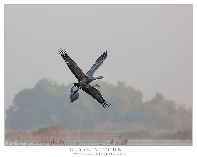 Two Sandhill Cranes In Flight