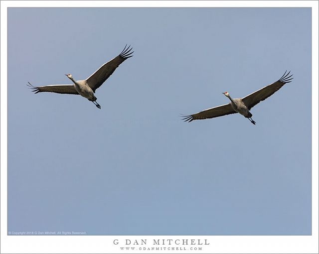 Two Sandhill Cranes in Flight