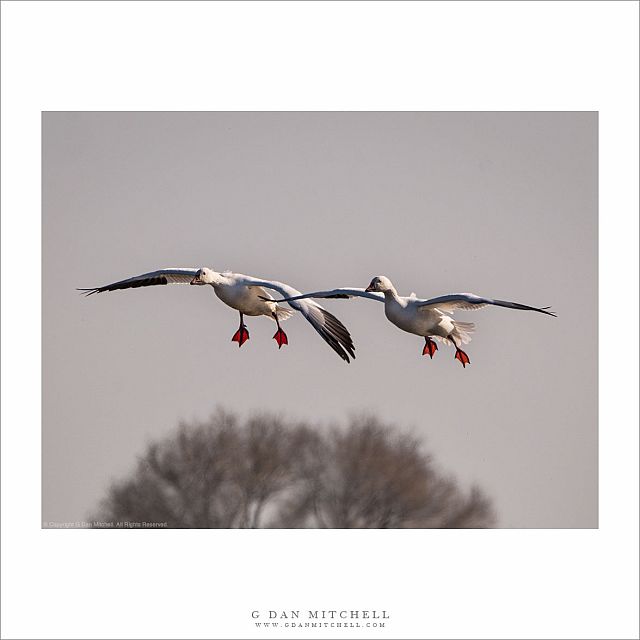 Two Snow Geese Landing